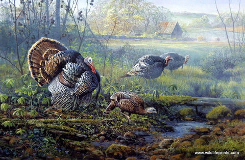 Turkey/Turkeys