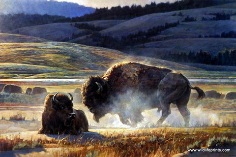 Bison/Buffalo