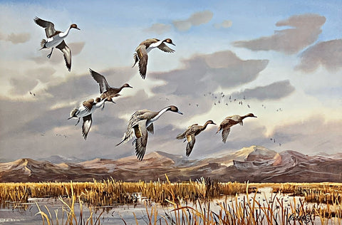 Jim Killen Pintail Duck Art Print Morning Marsh (26x17)