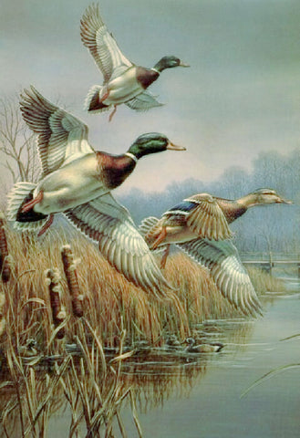 James Meger Coming Home Mallard Ducks Art Print 18 x 22.5