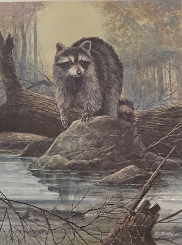 McDonald, Evening Intruder Racoon S/N Art Print 12 x 16