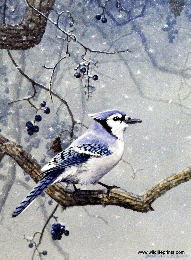 blue jay in winter