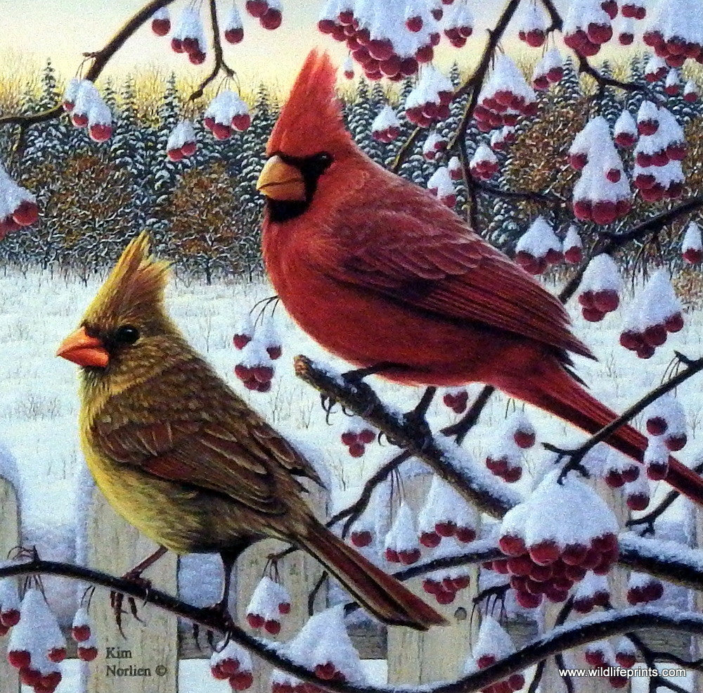 cardinals in winter scenes