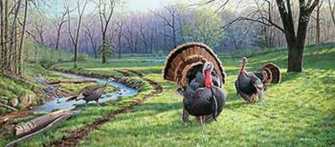 Jim Kasper Spring Fed Wild Turkeys